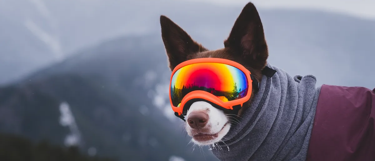 Dog wearing ski goggles